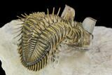 Tower Eyed Erbenochile Trilobite - Stunning! #125141-3